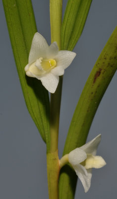 Dendrobium piestocaulon. Close-up.