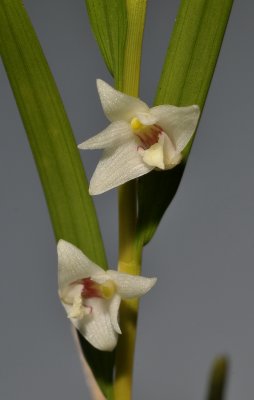 Dendrobium. Section Biloba