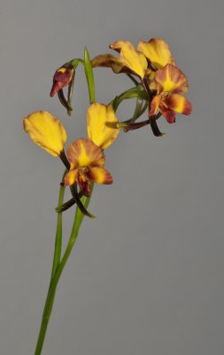 Diuris corymbosa. Closer.