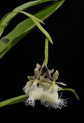 Epidendrum ilense