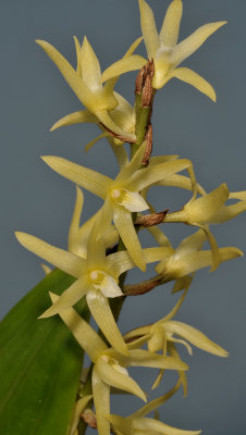 Eria javanica. Closer.