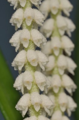 Ascidieria longifolia. Close-up.