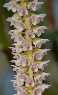 Pinalia multiflora. Closer.