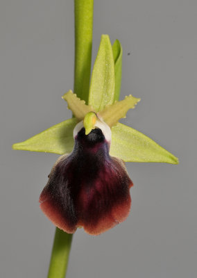 Ophrys sphegodes subsp. helenae. Close-up.