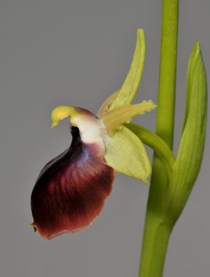 Ophrys sphegodes subsp. helenae. Close-up side.
