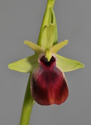 Ophrys sphegodes subsp. helenae. Close-up.