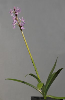Orchis olbiensis.