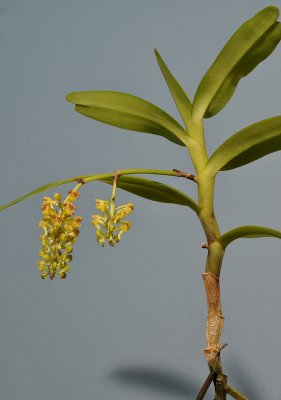 Robiquetia minahassae