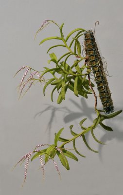 Schoenorchis gemmata