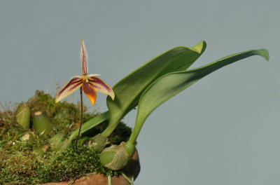 Bulbophyllum mystax