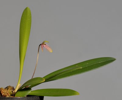 Bulbophyllum samoanum