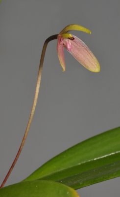Bulbophyllum samoanum. Closer.