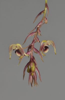 Bulbophyllum sp. sect. lepanthanthe.