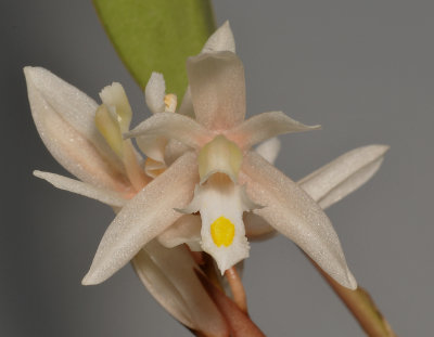 Chelonistele devogelii. Close-up.