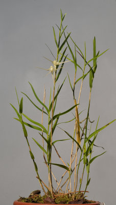 Dendrobium sp. sect. Grastidium.