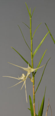 Dendrobium sp. sect. Grastidium. Closer.