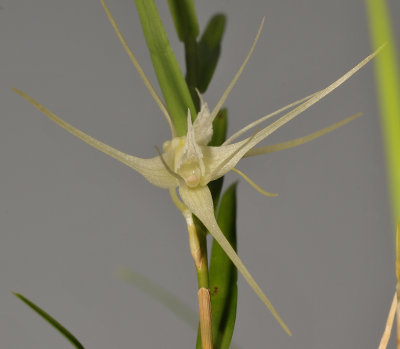 Dendrobium sp. sect. Grastidium. Close-up.