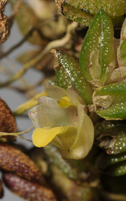Dendrobium toressae. Close-up.