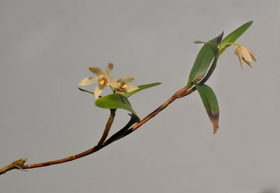 Dendrobium tricallosum