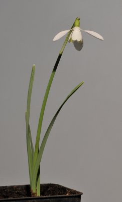Galanthus nivalis  'Sibbertoft White'.