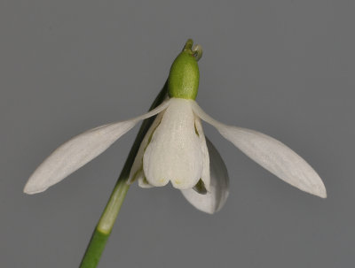 Galanthus nivalis  'Sibbertoft White'. Close-up.