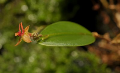 Lepanthes sp.