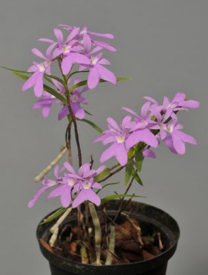 Epidendrum centropetalum