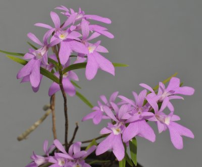 Epidendrum centropetalum. Closer.