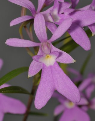 Epidendrum centropetalum. Close-up.