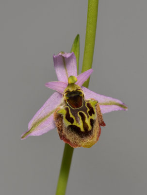 Ophrys scolopax. Closer.