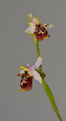 Ophrys scolopax subsp. heldreichii