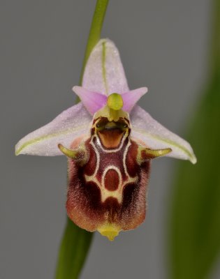 Ophrys scolopax subsp. heldreichii. Close-up.