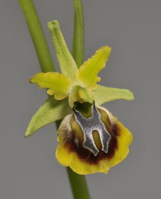 Ophrys sphegodes. (O. zeusii).