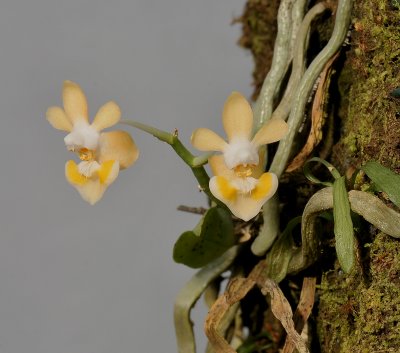 Phalaenopsis gibbosa. Yellow form.