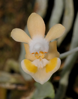 Phalaenopsis gibbosa. Yellow form. Close-up.