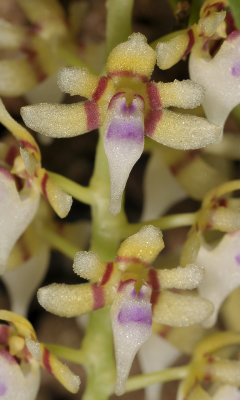 Parapteroceras odoratissimum. Close-up.