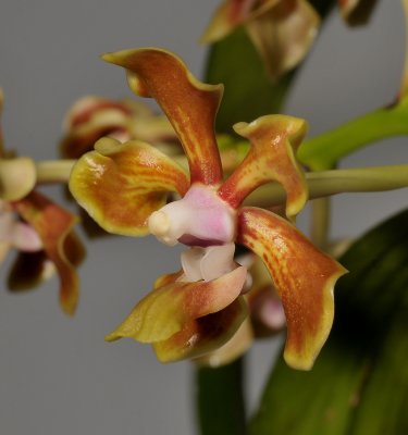 Vanda hindsii. Close-up side.