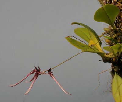 Bulbophyllum delitescens