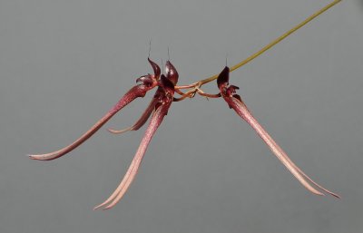Bulbophyllum delitescens. Closer.