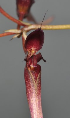 Bulbophyllum delitescens. Close-up.