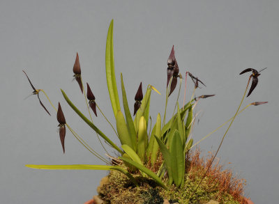 Bulbophyllum linearilabium c.f.