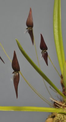 Bulbophyllum linearilabium c.f. Closer.