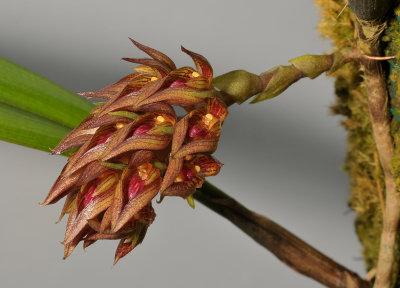Bulbophyllum singaporeanum. Closer.