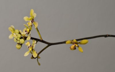 Pomatocalpa bicolor