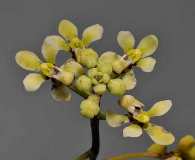 Pomatocalpa bicolor. Closer.