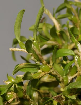 Bulbophyllum absconditum