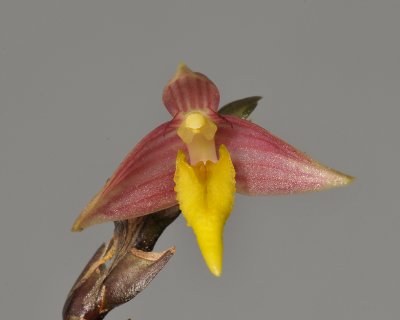 Bulbophyllum andreeae. Close-up.