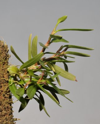 Bulbophyllum betchei aff.