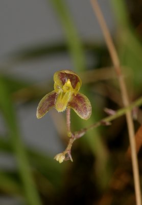 Bulbophyllum orbiculare