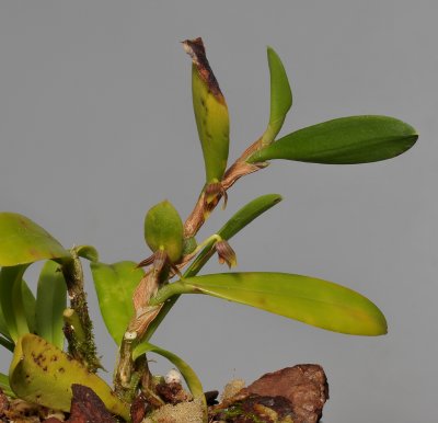 Bulbophyllum betchei aff.